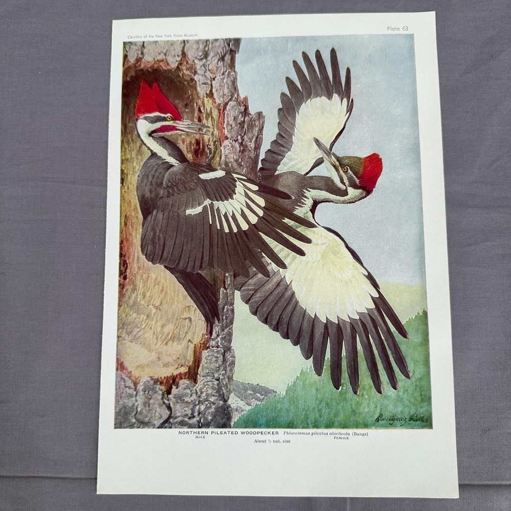 Louis Fuertes Northern Pileated Woodpecker 1936 Vintage Bird Plate Wall Art